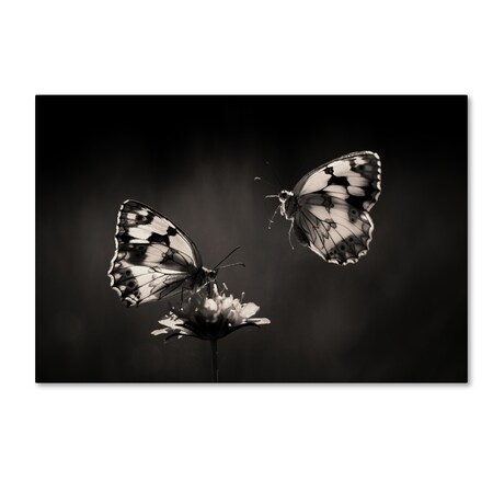 Trademark Fine Art Jimmy Hoffman 'Medioluto Nortea' Canvas Art, 16x24 1X00237-C1624GG